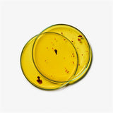 Nourishing Face & Body Oil with Rose Petals