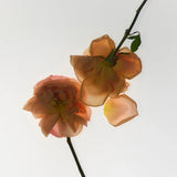 Nurture parfum